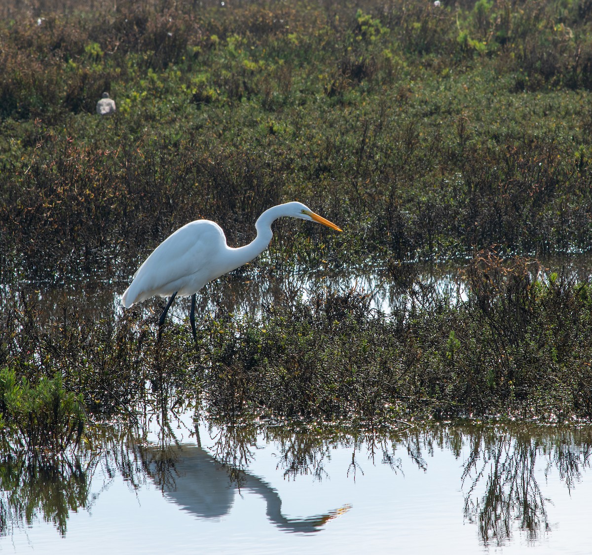 volavka bílá - ML647203437