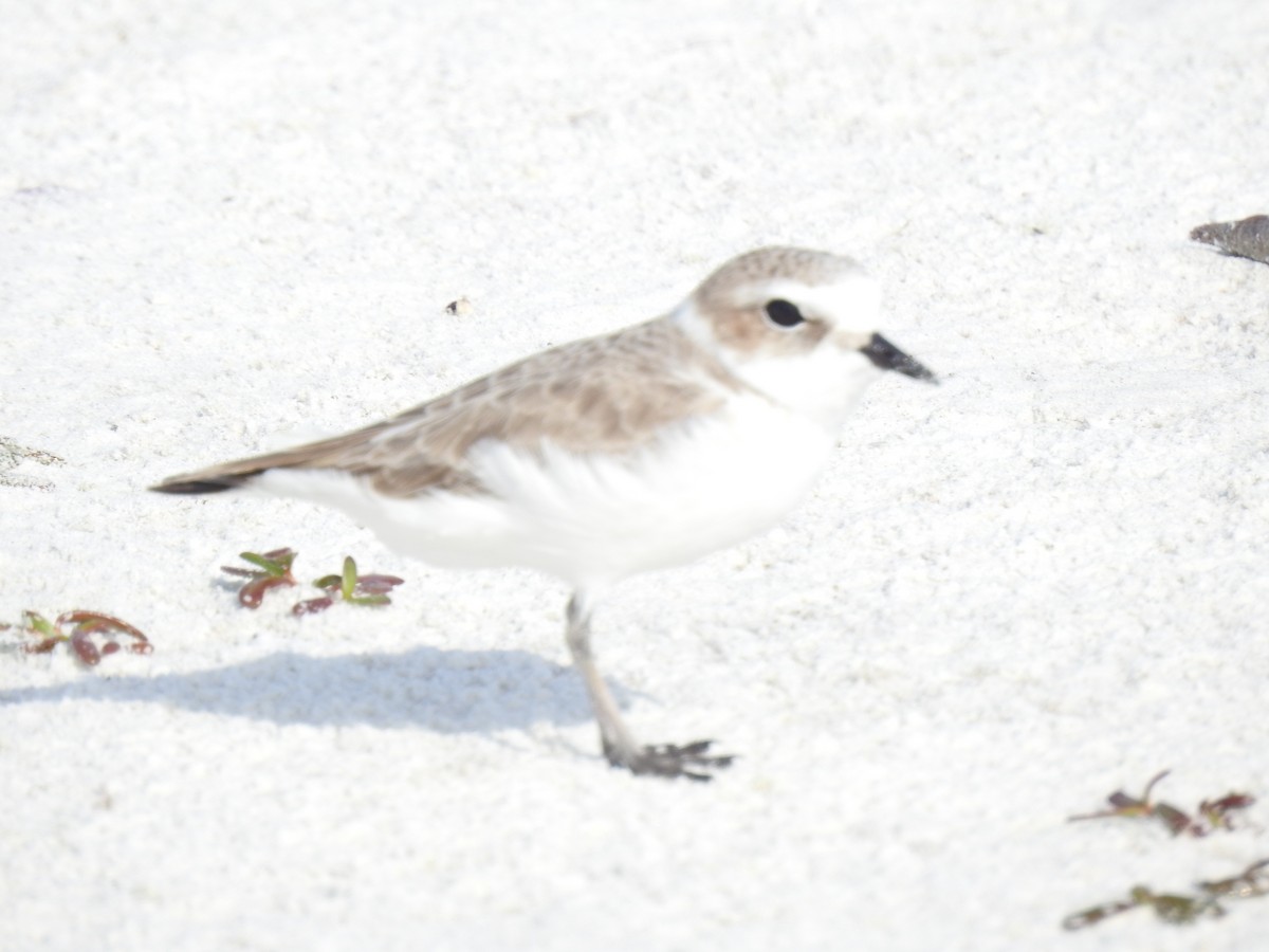 Snowy Plover - ML647203441