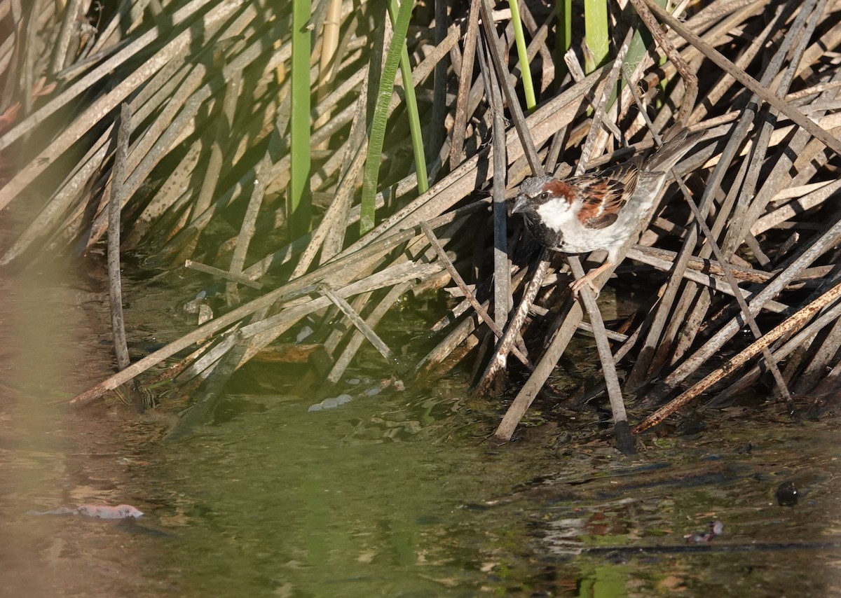 דרור הבית - ML647203445