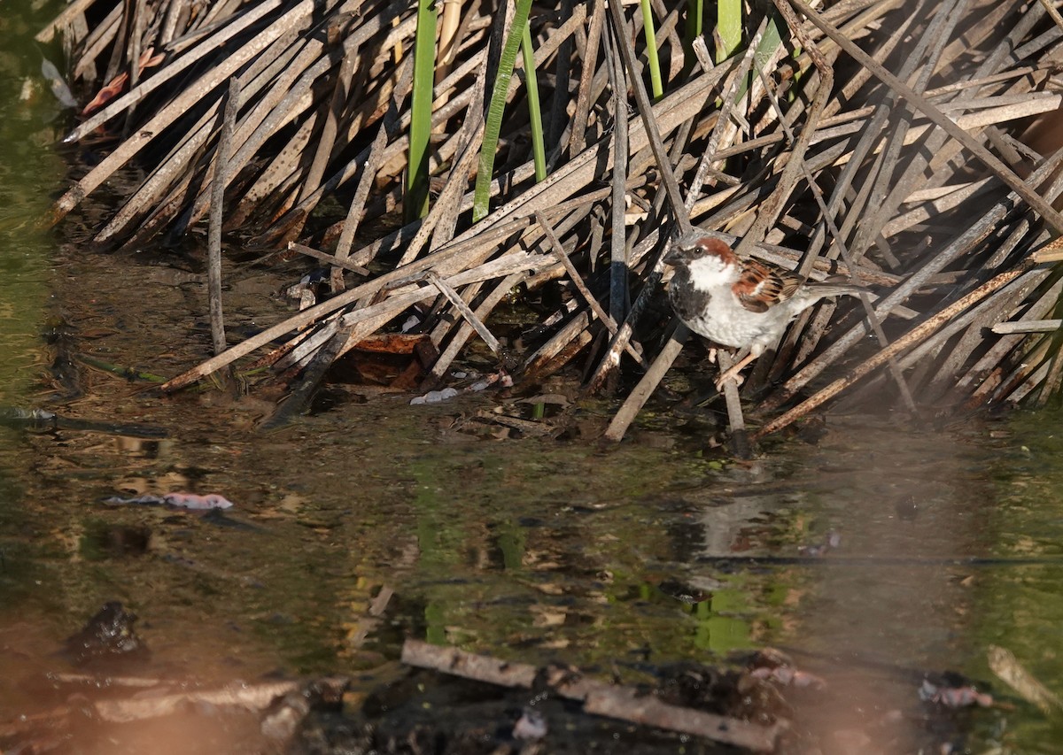 דרור הבית - ML647203446