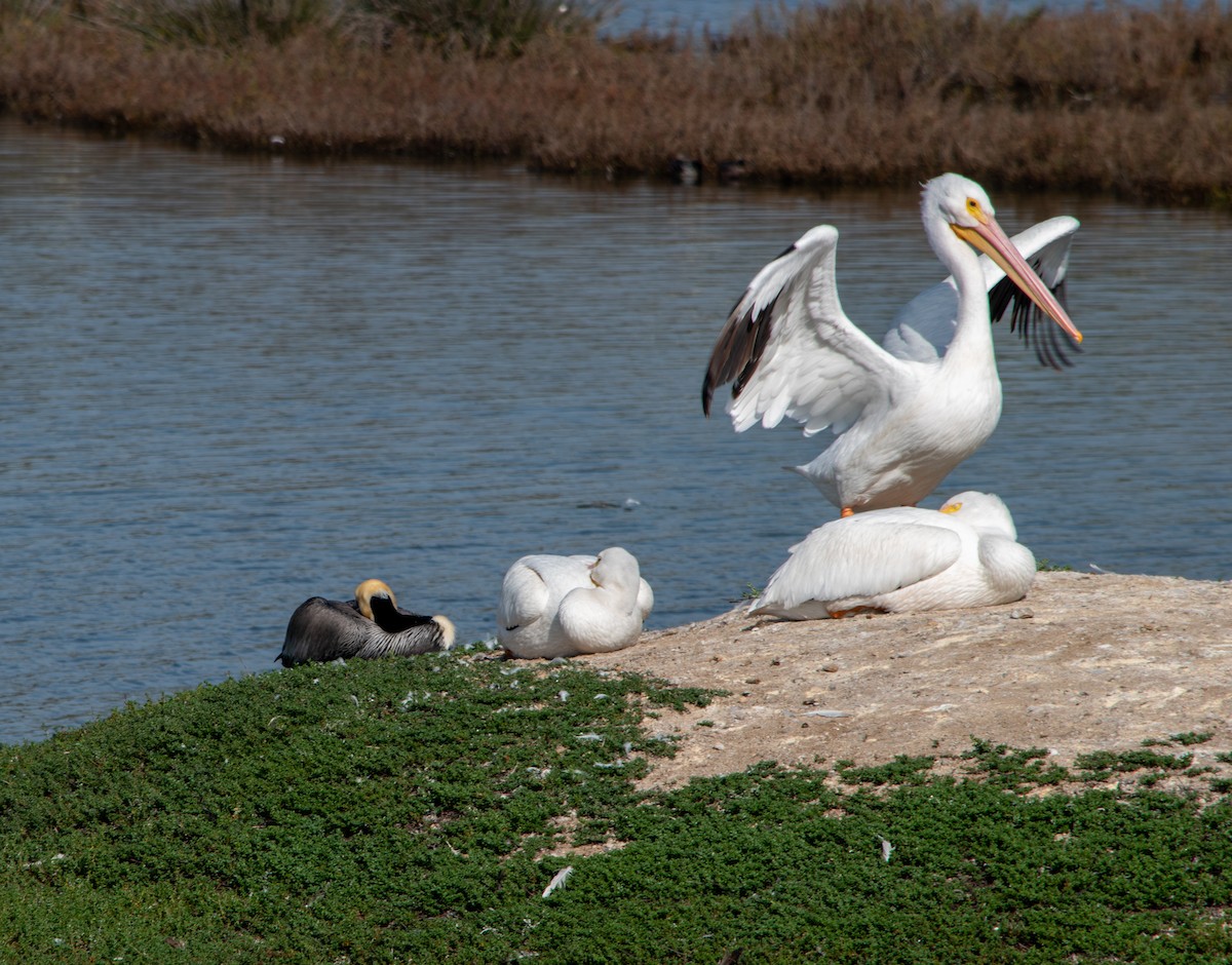 pelikán severoamerický - ML647203451