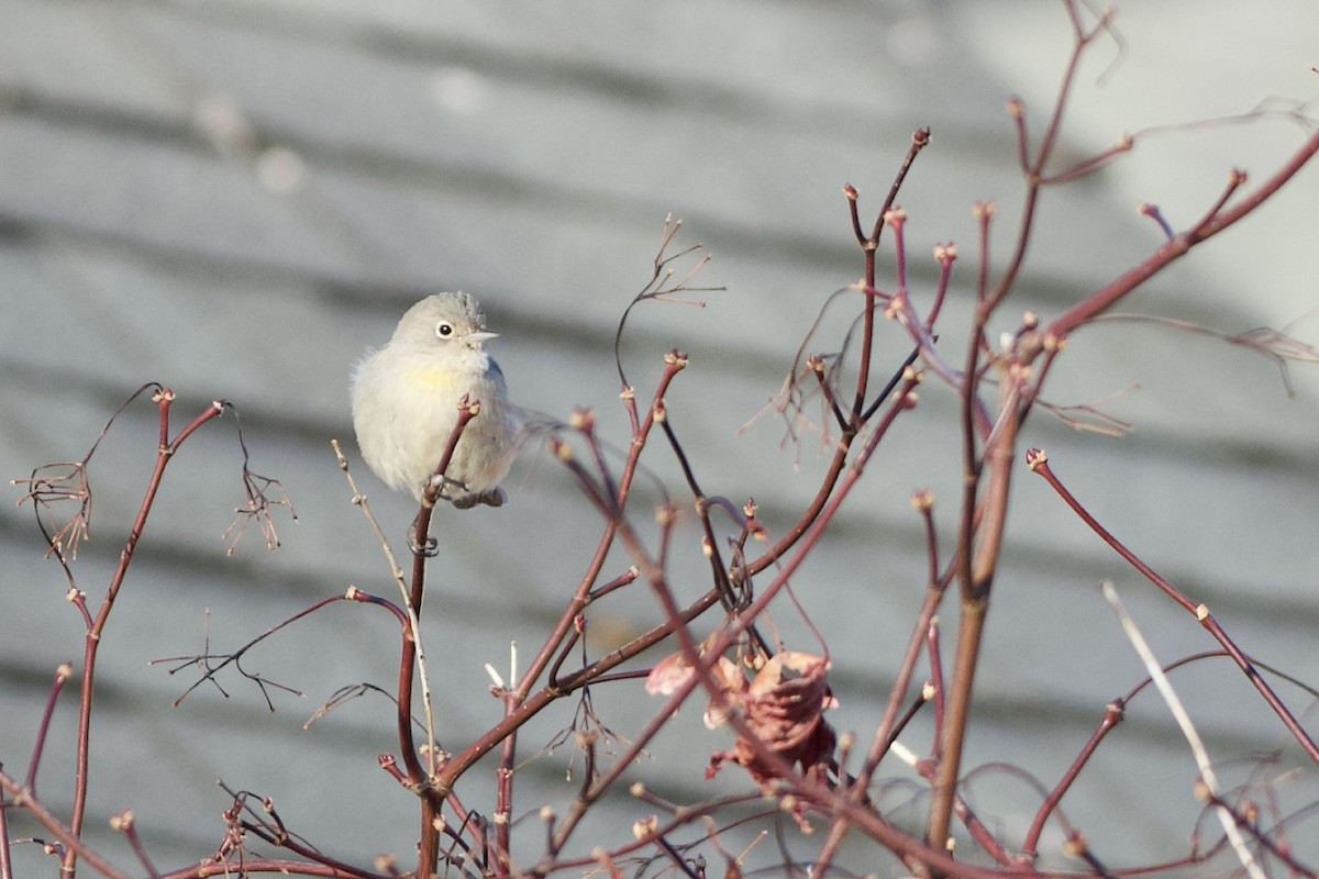 Virjinya Ötleğeni - ML647203471