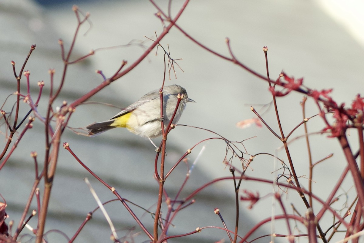 Virjinya Ötleğeni - ML647203472