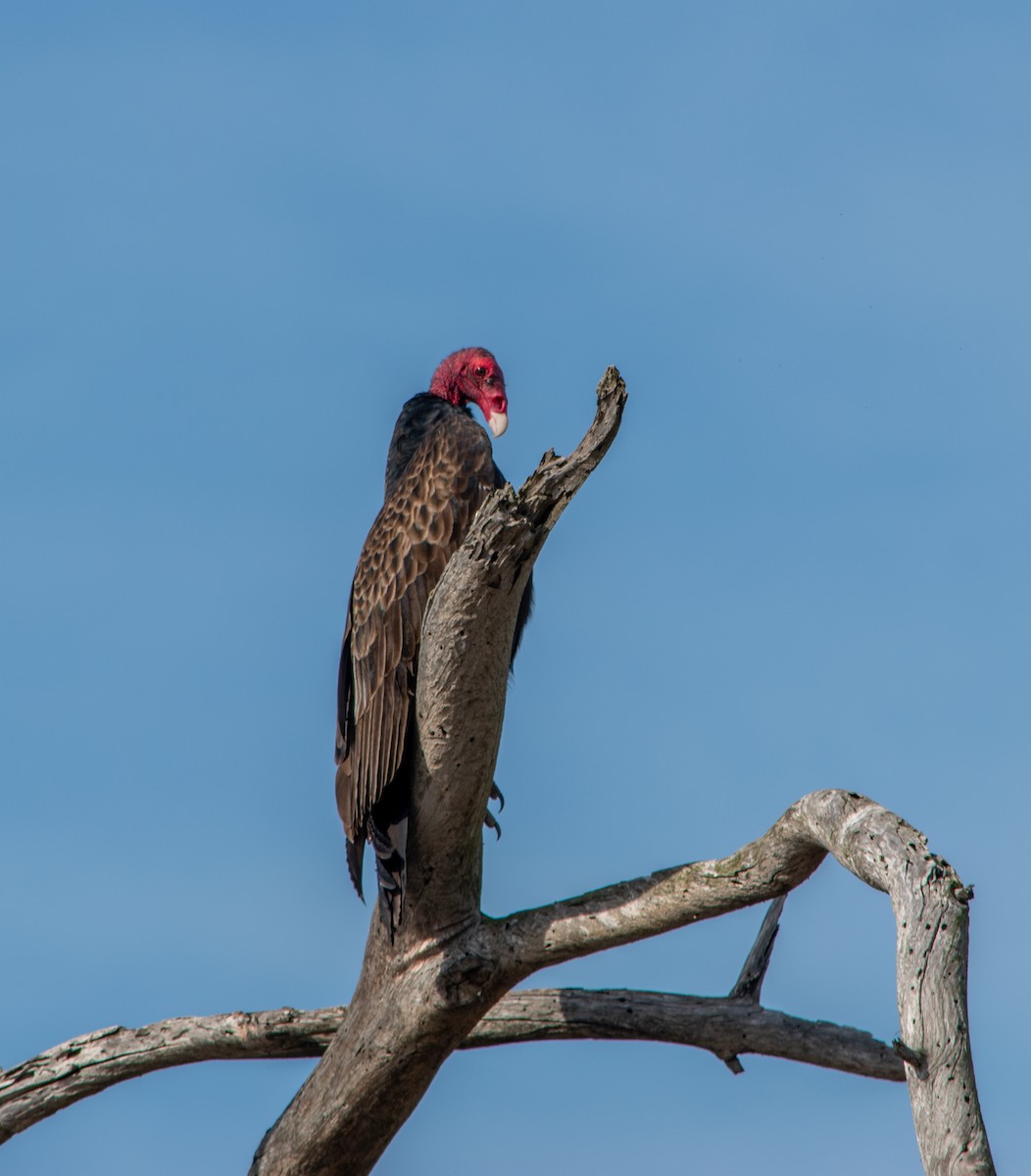 kondor krocanovitý - ML647203473