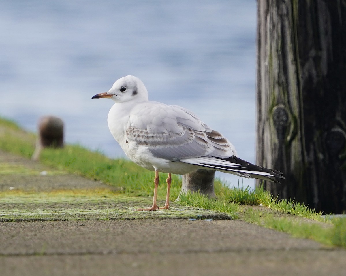 Black-headed Gull - ML647203477