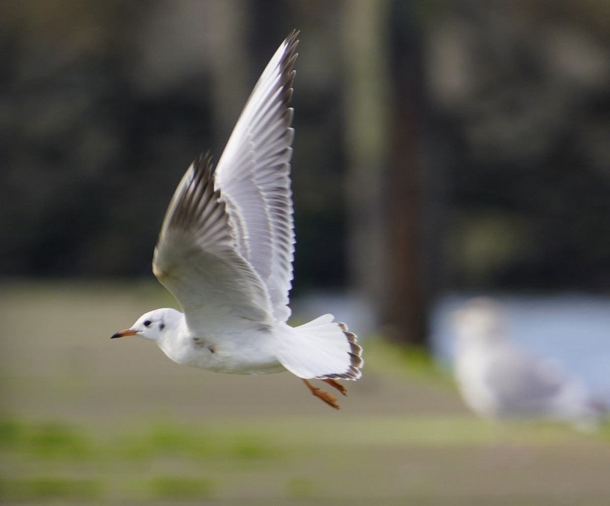 Black-headed Gull - ML647203478