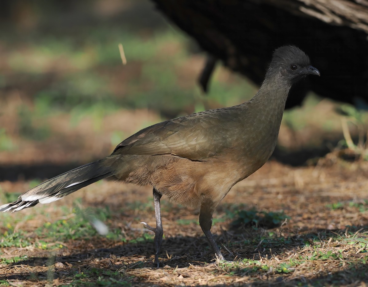 Plain Chachalaca - ML647203480