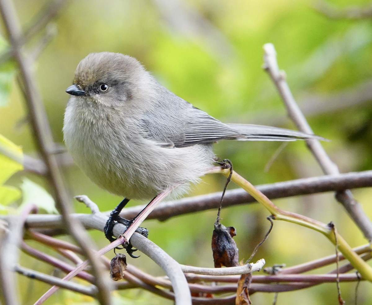 Bushtit - ML647203481