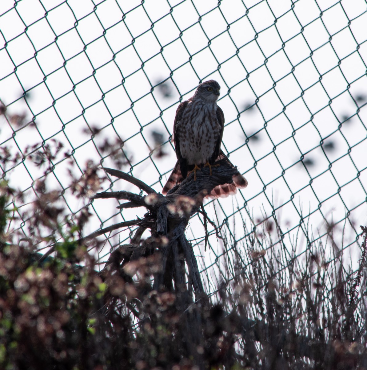 Sharp-shinned Hawk - ML647203482