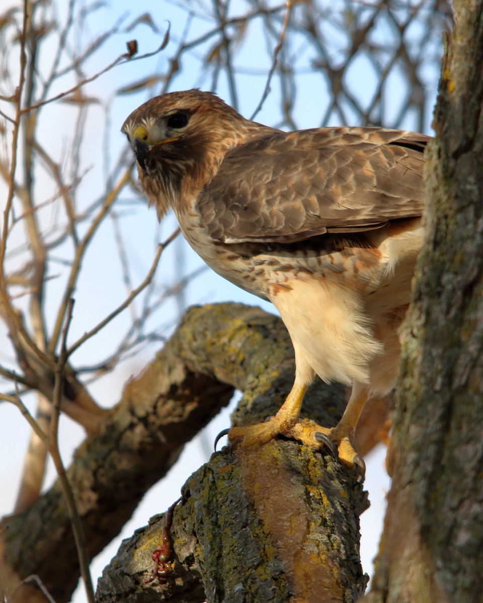 Red-tailed Hawk - ML647203483