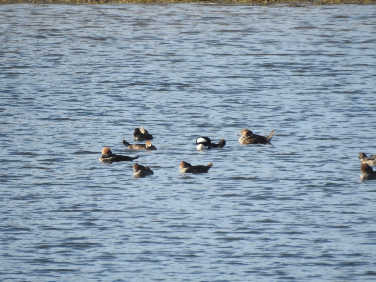 Hooded Merganser - ML647203484