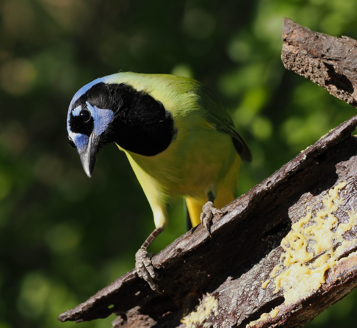 Green Jay - ML647203505