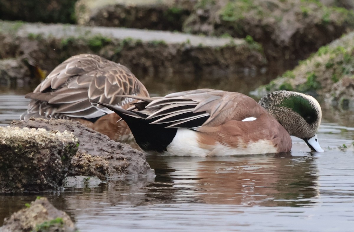 American Wigeon - ML647203506