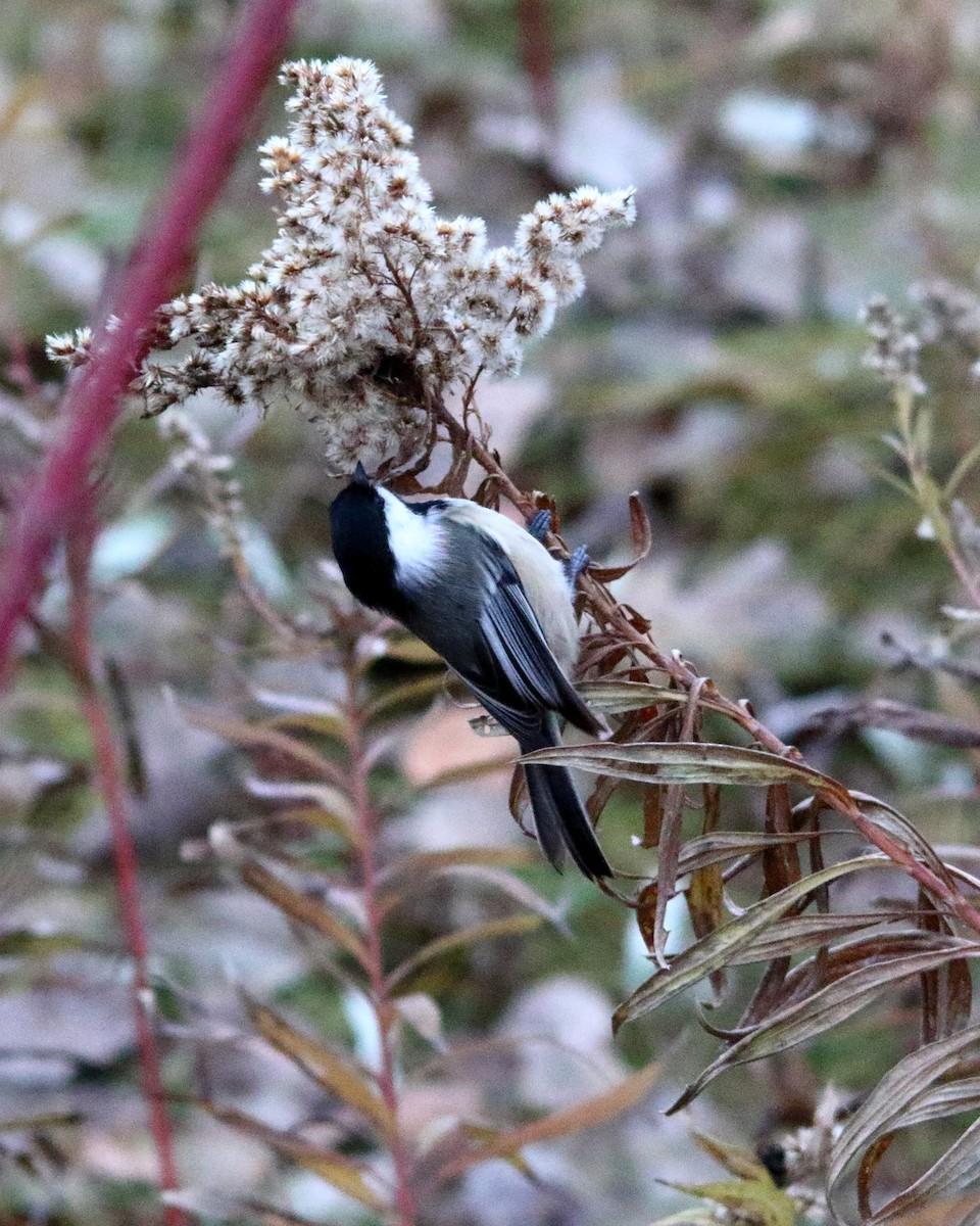 Black-capped Chickadee - ML647203508