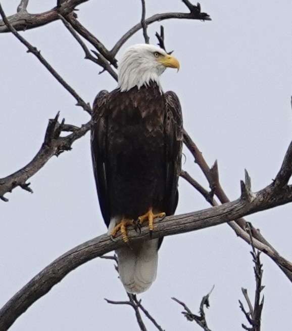 Bald Eagle - ML647203509