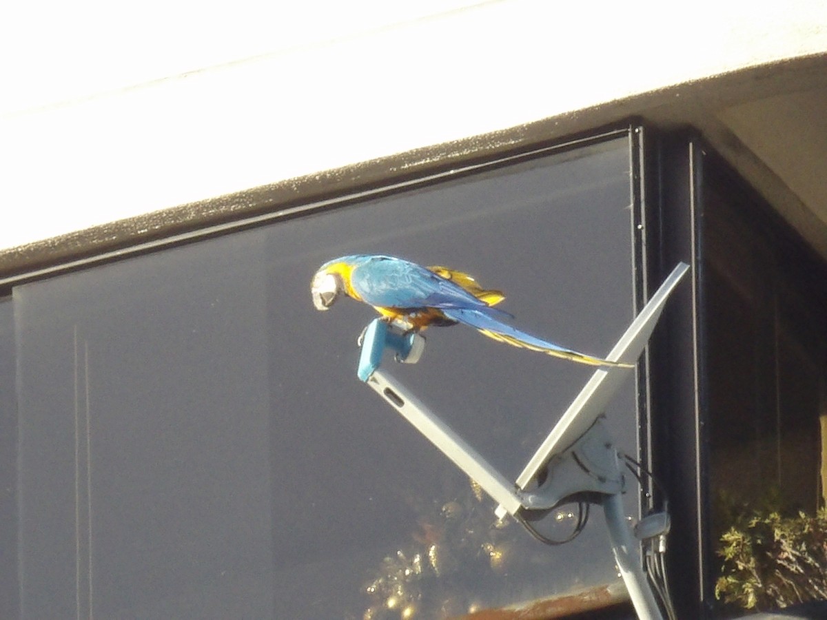 Blue-and-yellow Macaw - ML647203510