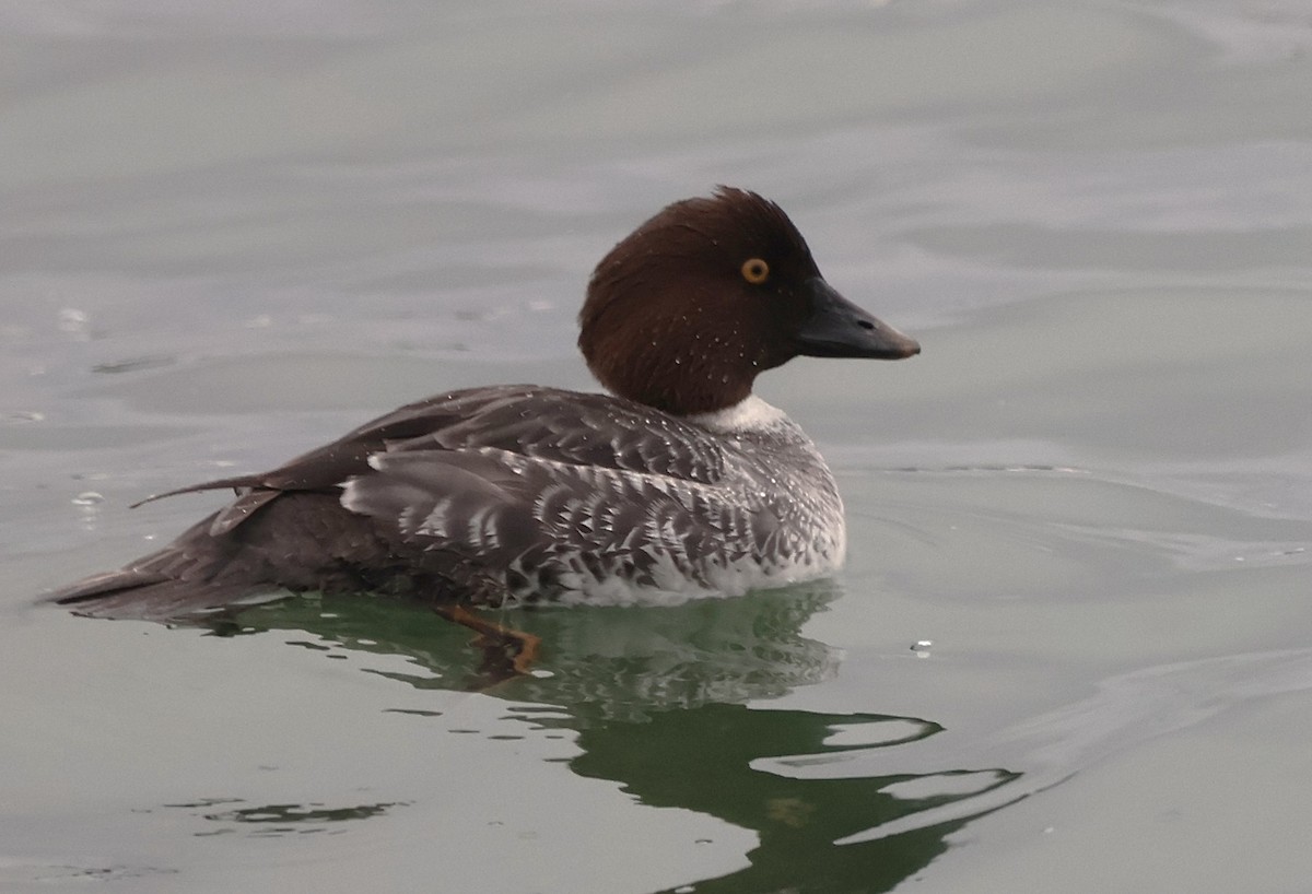 Common Goldeneye - ML647203511