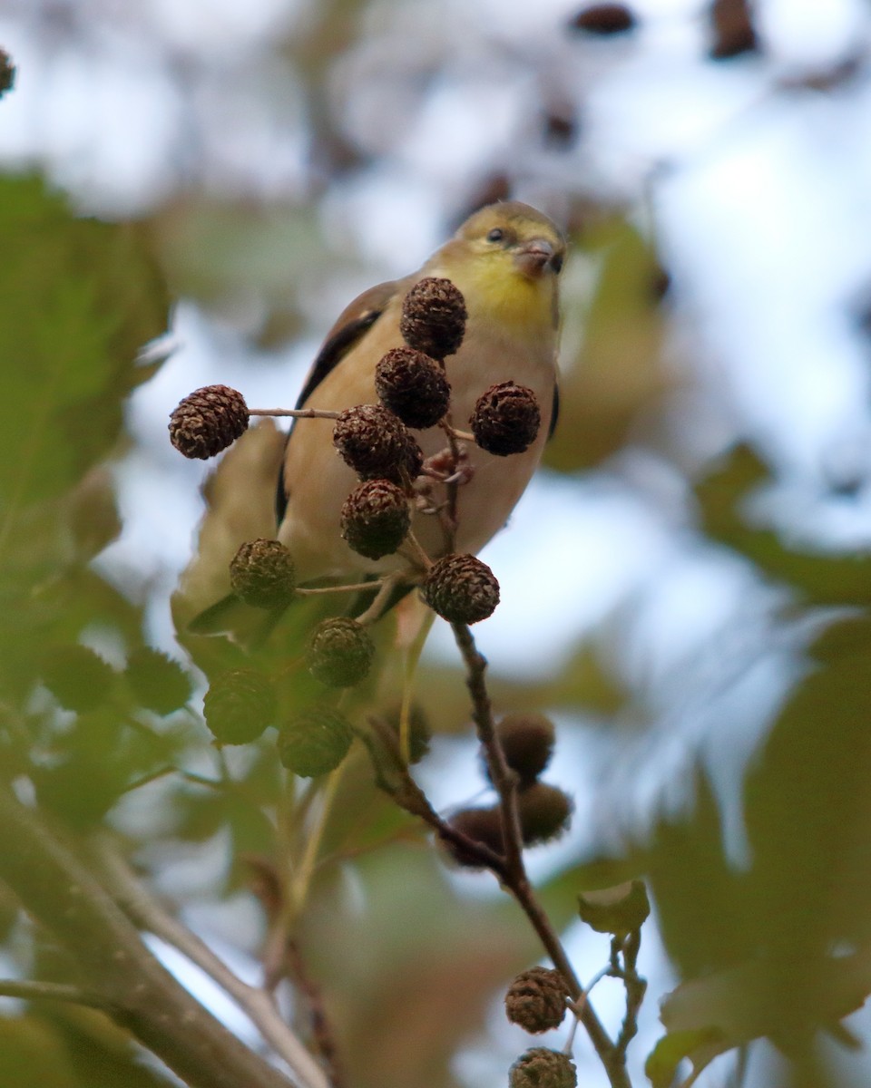 American Goldfinch - ML647203512