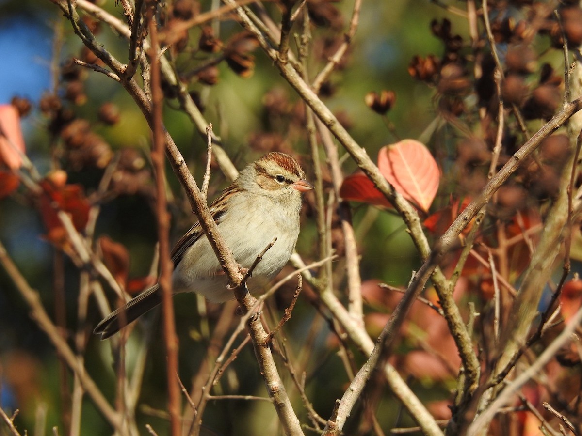 Chipping Sparrow - ML647203513