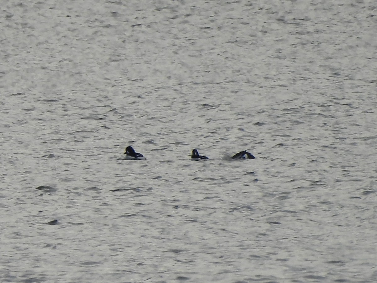 Barrow's Goldeneye - ML647203514