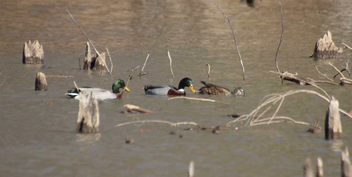 Mallard - ML647203515