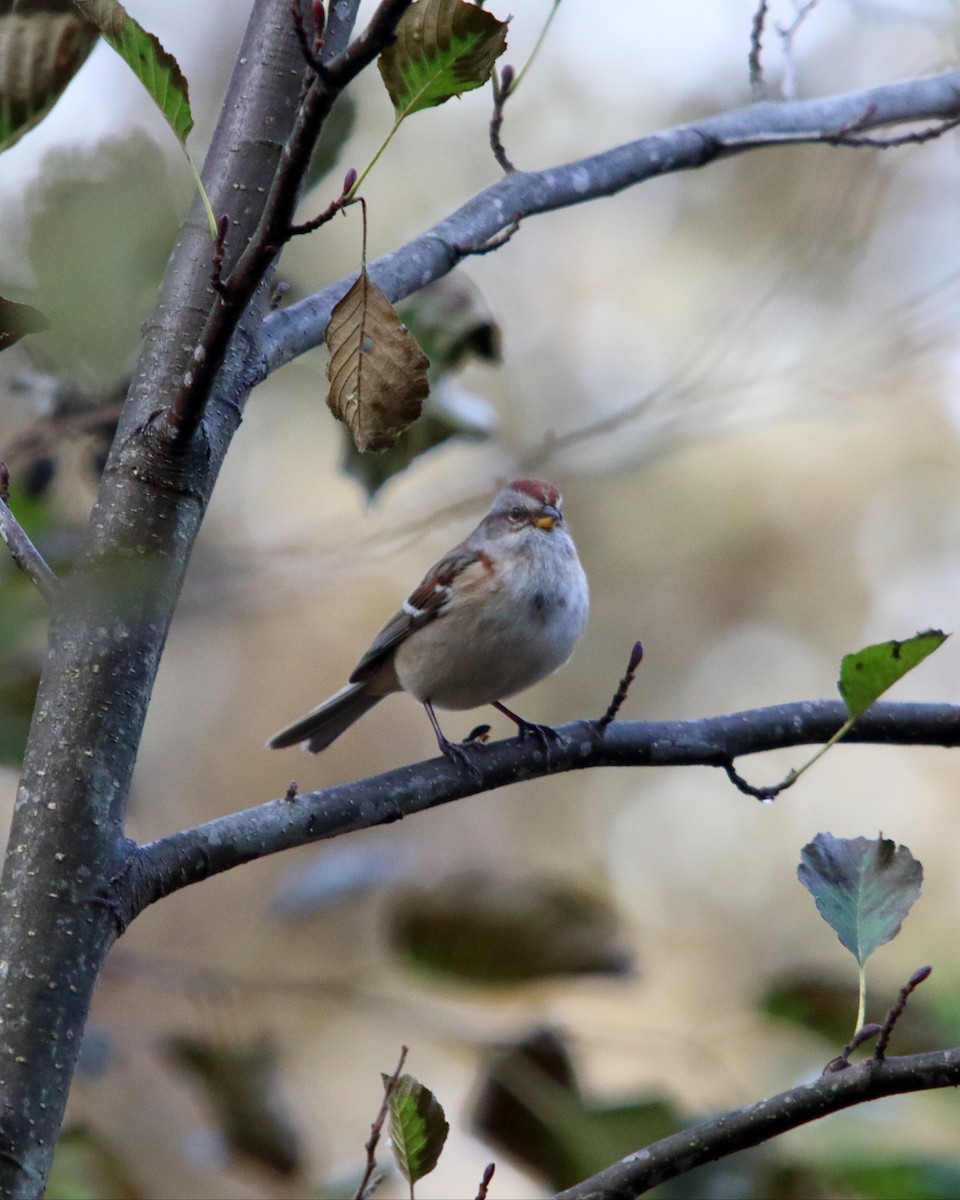 American Tree Sparrow - ML647203516