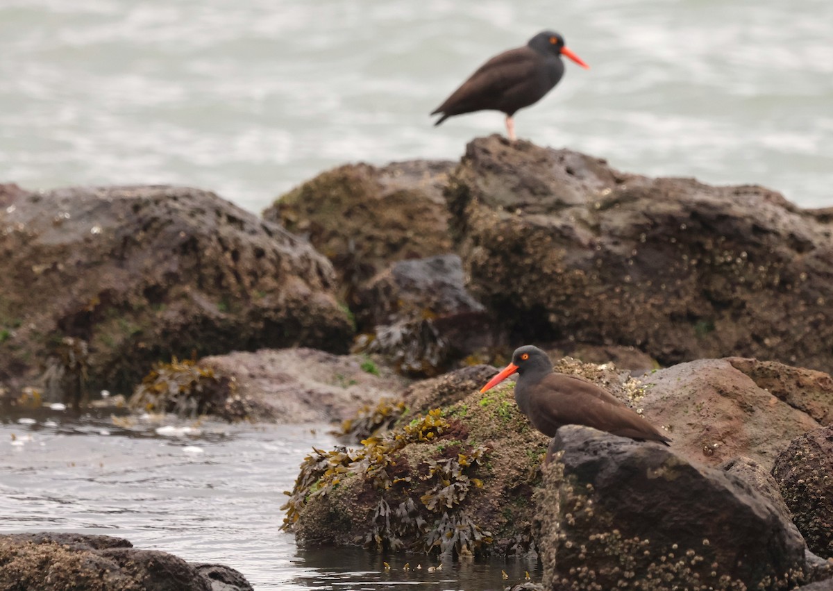 Black Oystercatcher - ML647203517