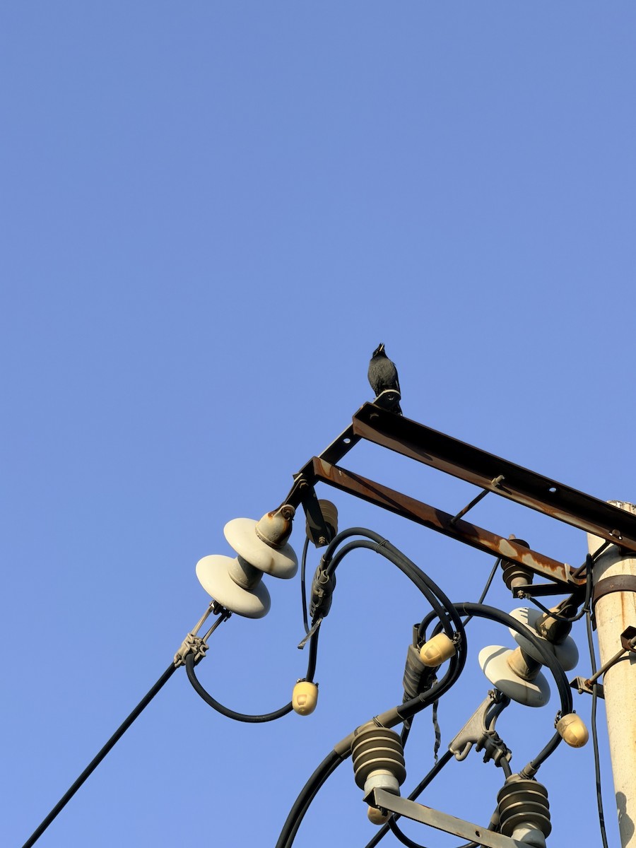 Crested Myna - ML647203518