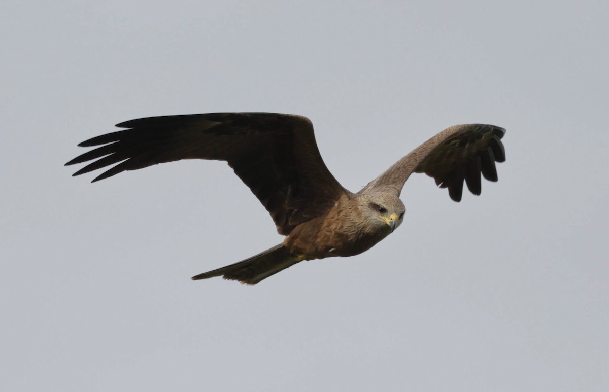 Black Kite - ML647203519