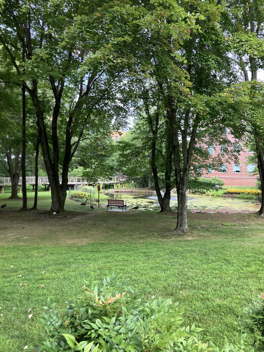 Barnacla Canadiense Grande - ML647203522