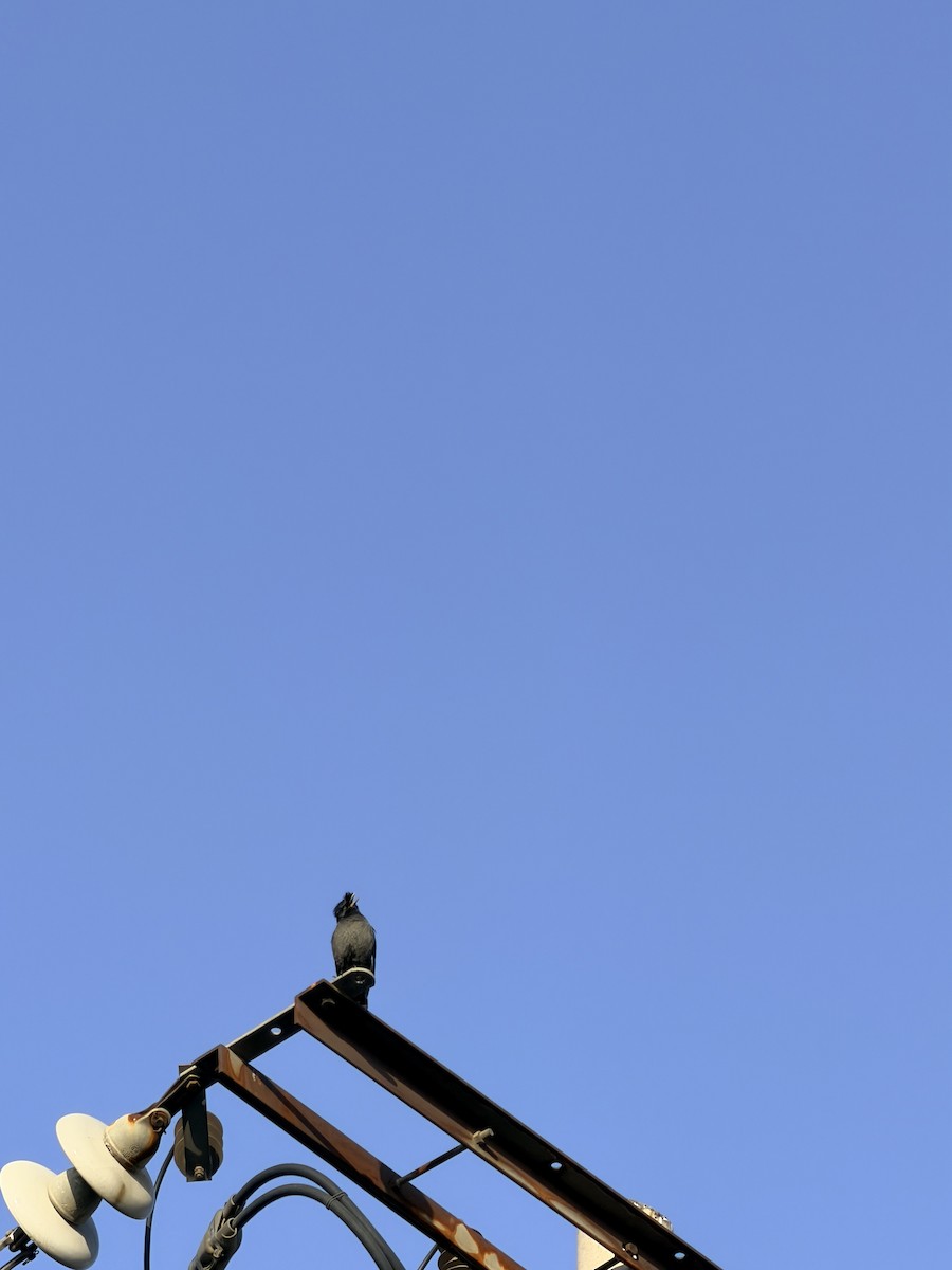 Crested Myna - ML647203523