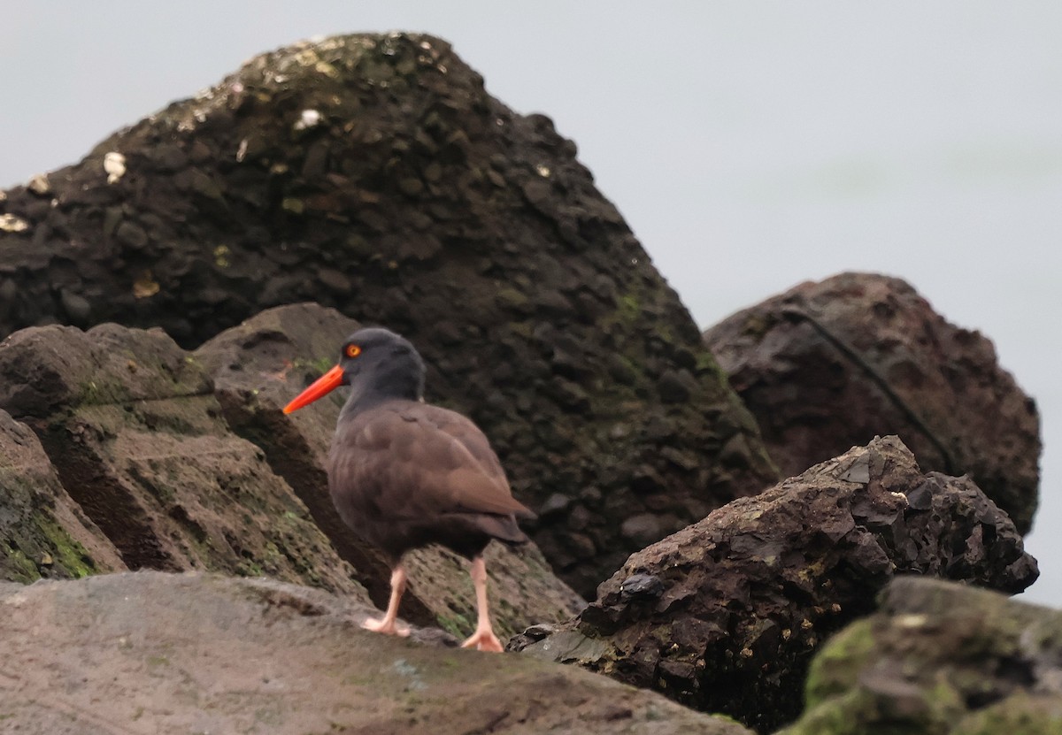 Black Oystercatcher - ML647203524
