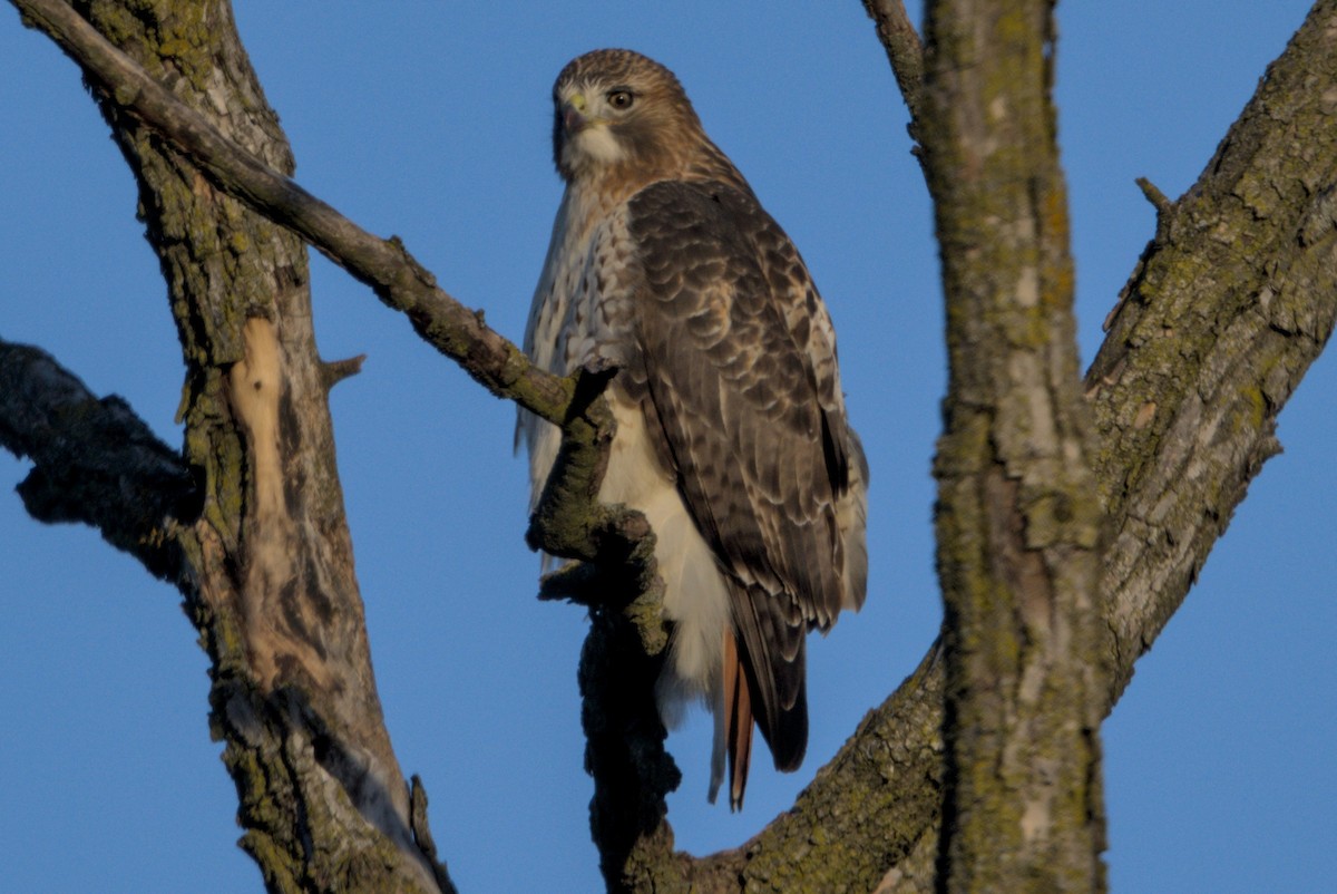 Red-tailed Hawk - ML647203527