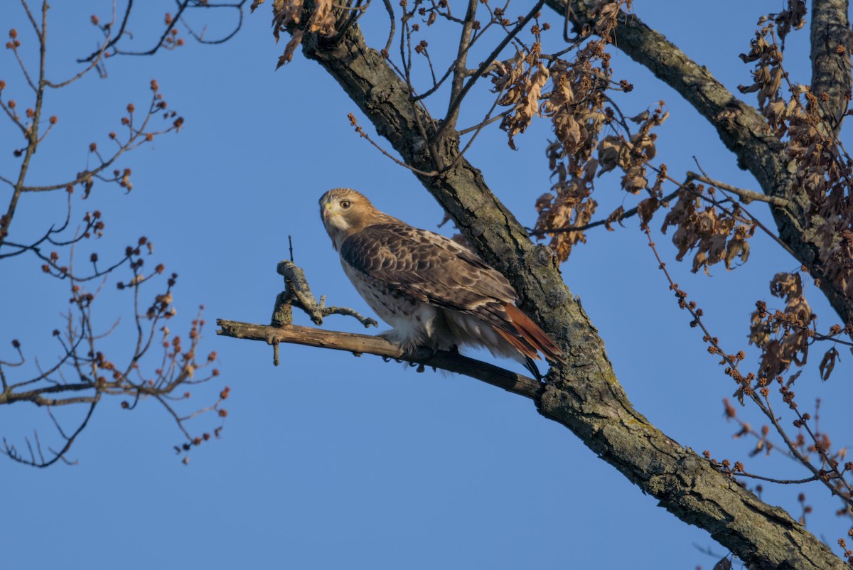 Red-tailed Hawk - ML647203528