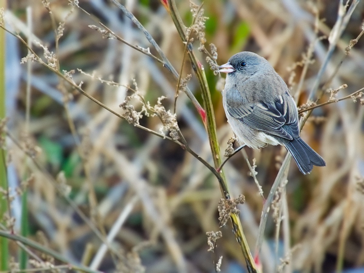 Dark-eyed Junco - ML647203529
