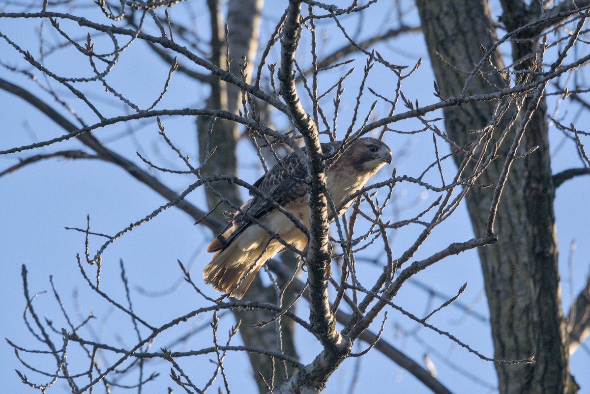 Red-tailed Hawk - ML647203530