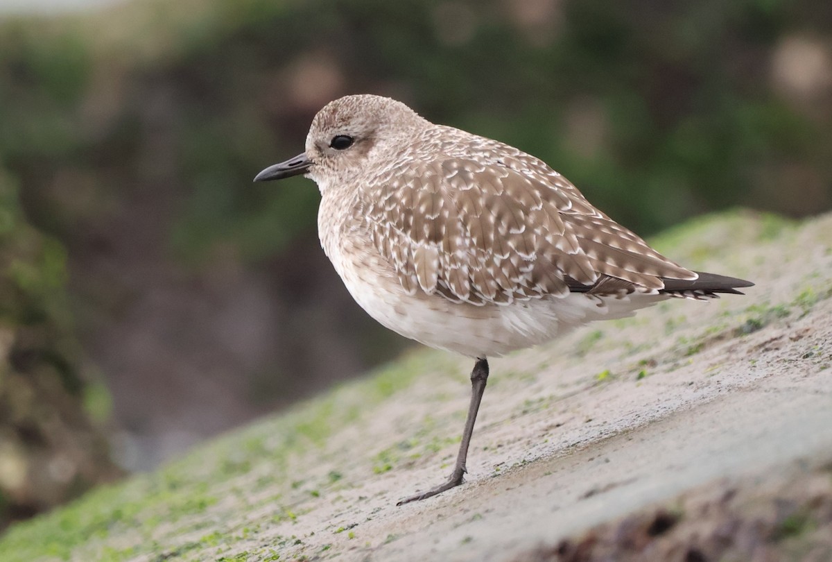 Black-bellied Plover - ML647203533