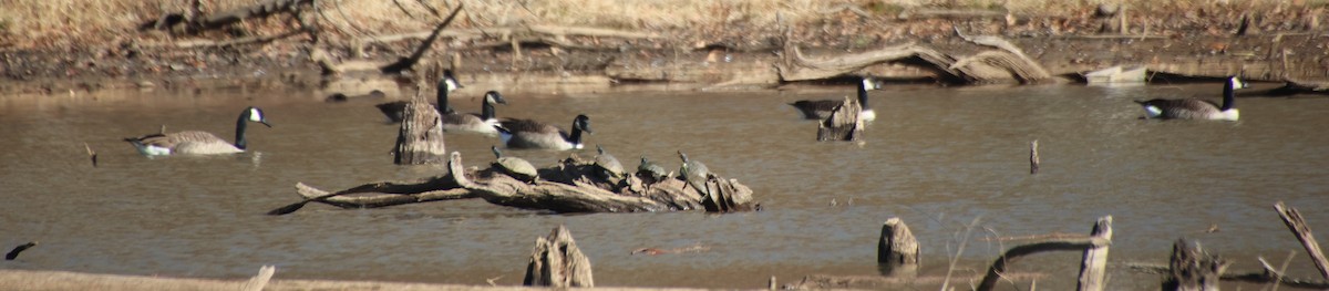 Barnacla Canadiense Grande - ML647203534