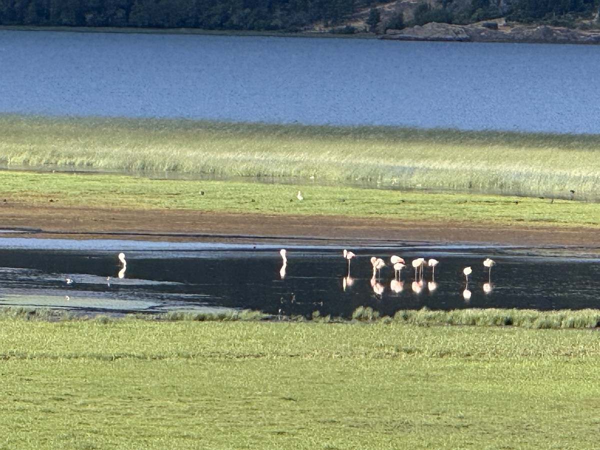 Chilean Flamingo - ML647203537