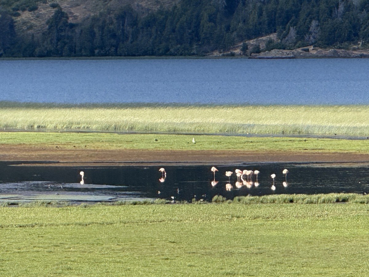 Chilean Flamingo - ML647203538