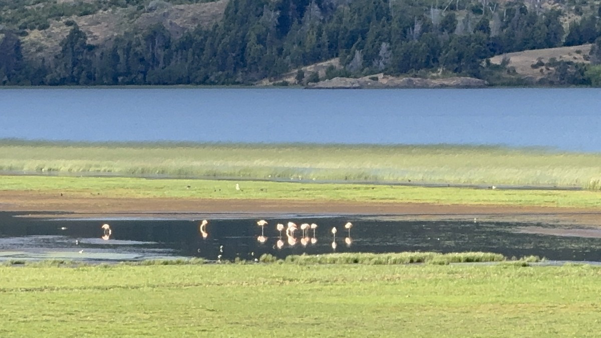 Chilean Flamingo - ML647203539