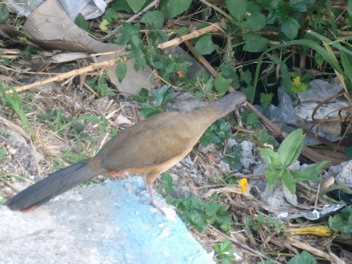 Чачалака рудогуза (підвид ruficauda) - ML647203549