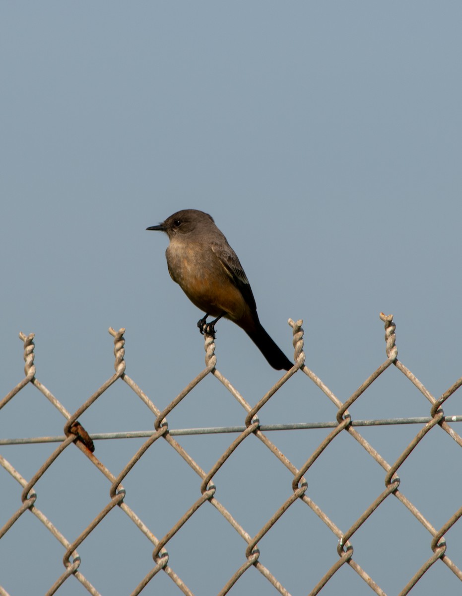 Say's Phoebe - ML647203550