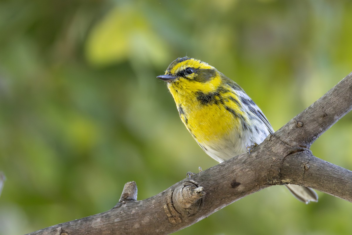 Townsend's Warbler - ML647203554