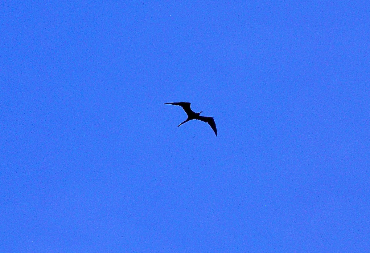 Magnificent Frigatebird - ML647203555