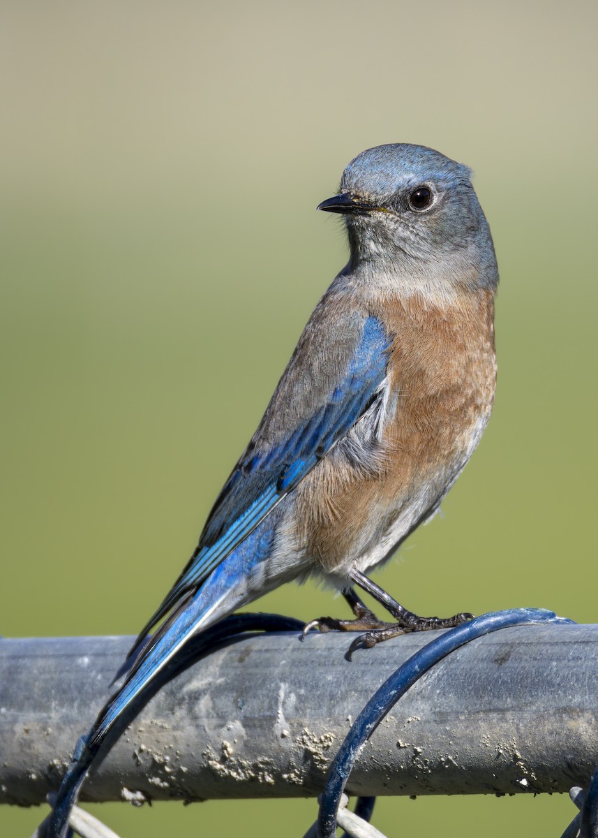Western Bluebird - ML647203563