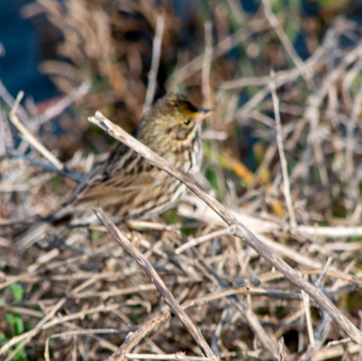 strnadec luční - ML647203566