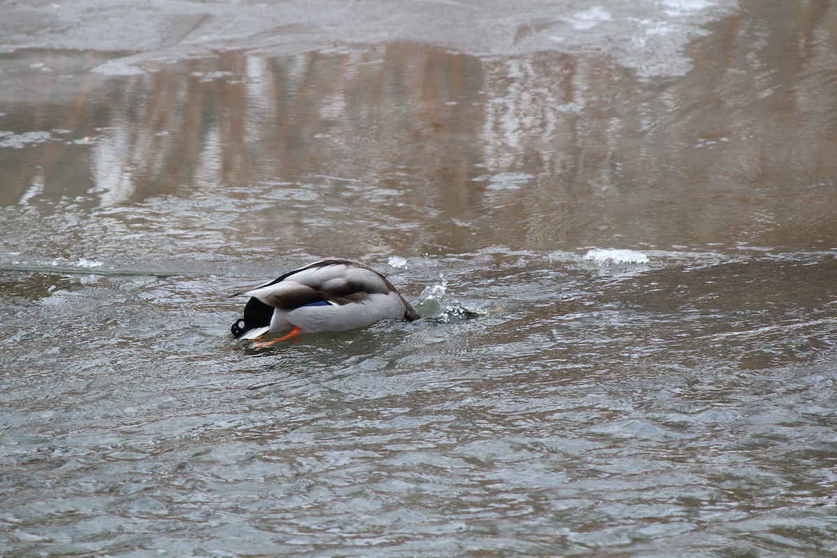 Mallard - ML647203575