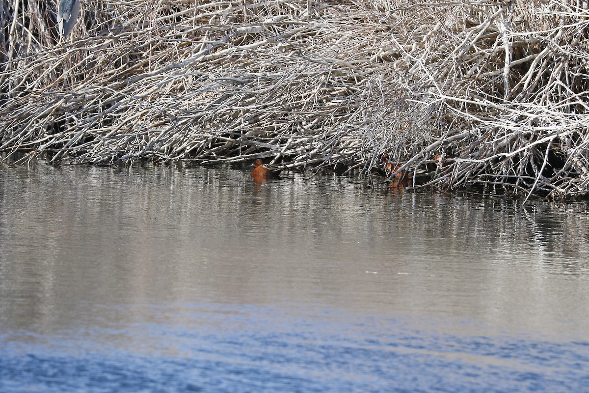 Cinnamon Teal - ML647203576