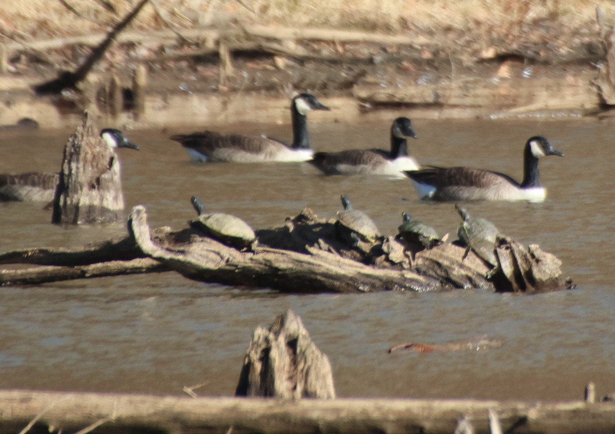 Barnacla Canadiense Grande - ML647203578